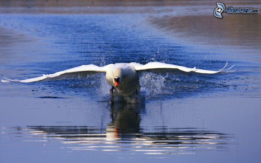 swan, wings, water