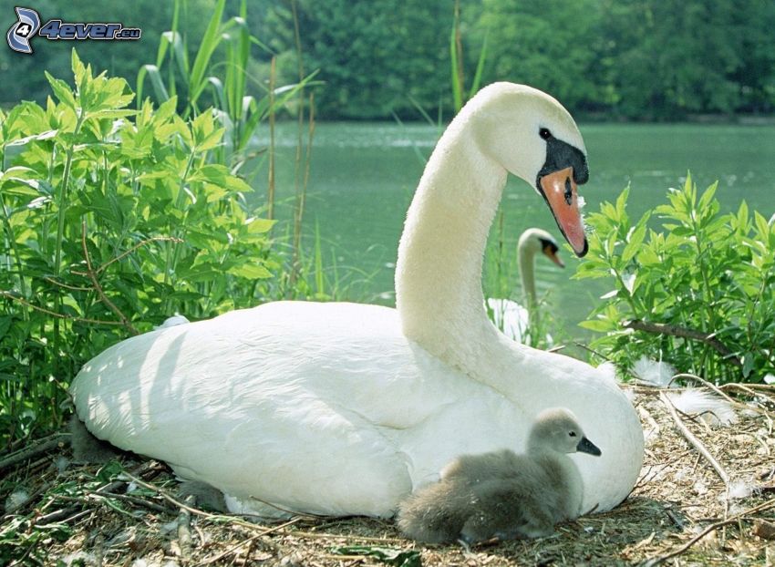 swan and cubs, plants, lake
