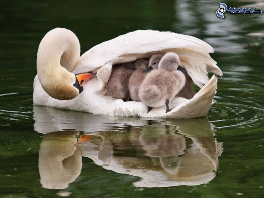 swan and cubs, water, lake