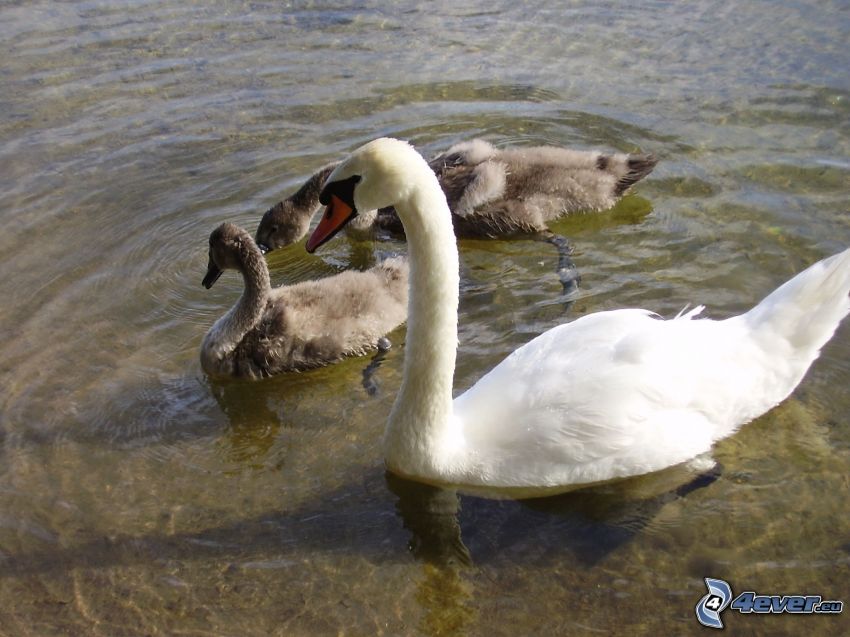 swan and cubs