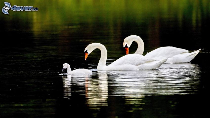 swans, cub, water