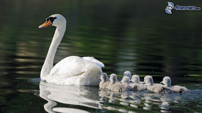 swans, cubs, water