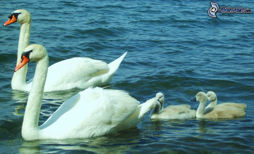 swans, cubs