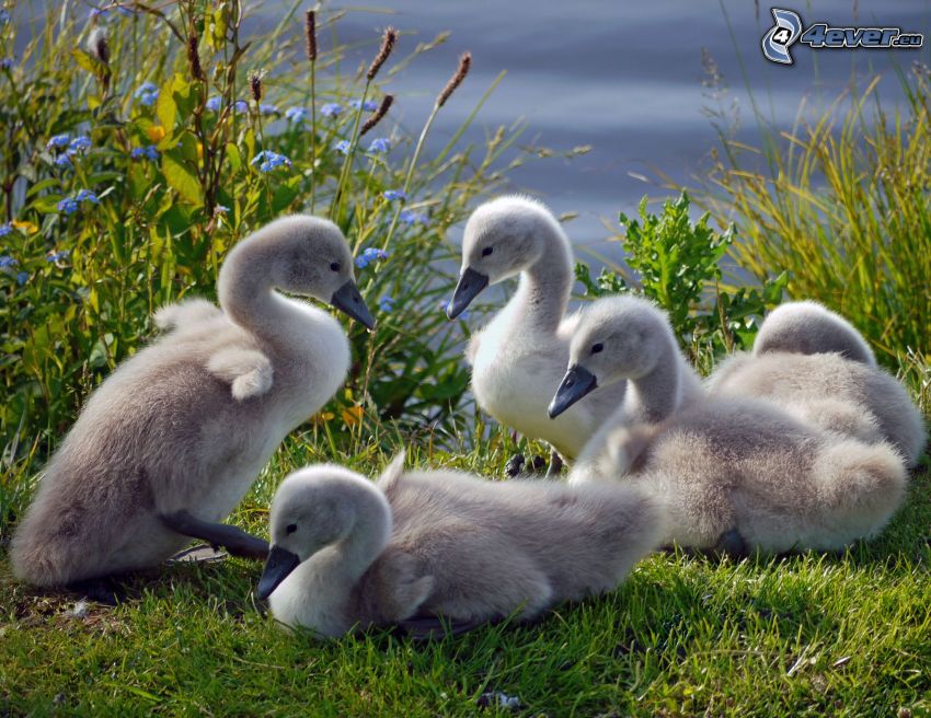 swans, cubs