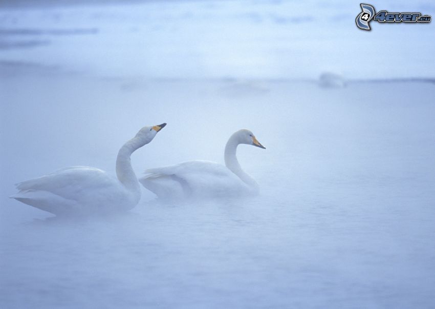 swans, fog