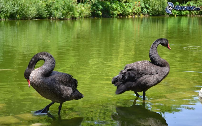 swans, lake