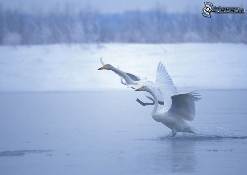 swans, landing, lake