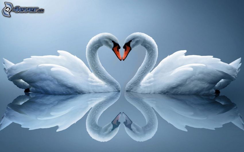 swans, reflection, hearts