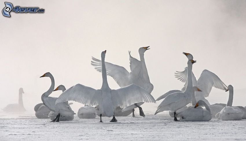 swans, snow