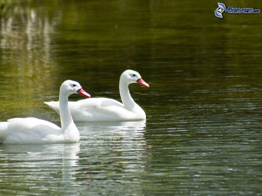 swans, water surface