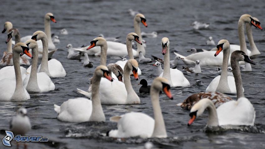 swans