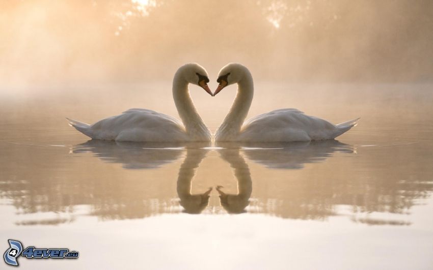 swans in love, heart