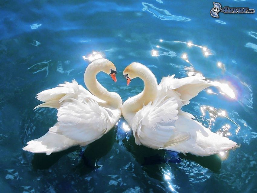 swans in love, water