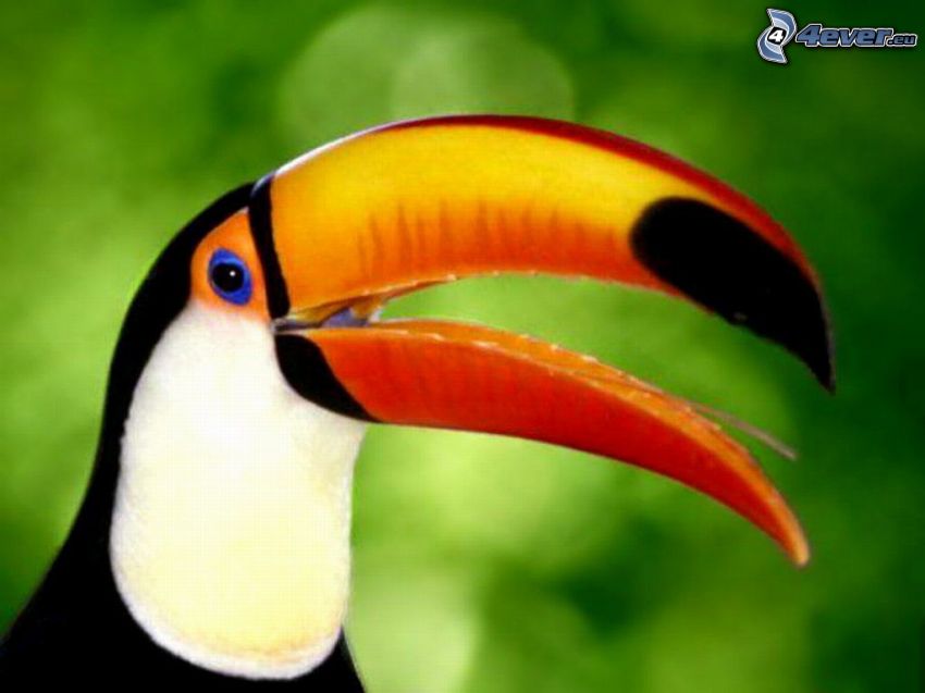 toucan, beak