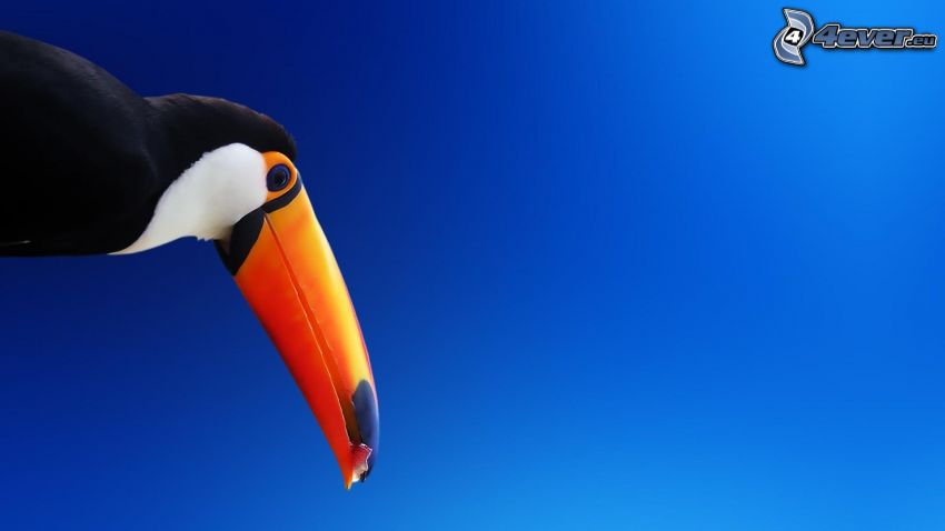 toucan, blue sky