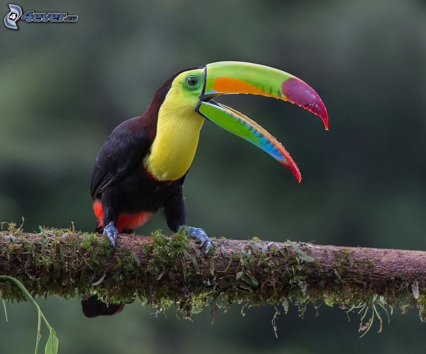toucan, branch