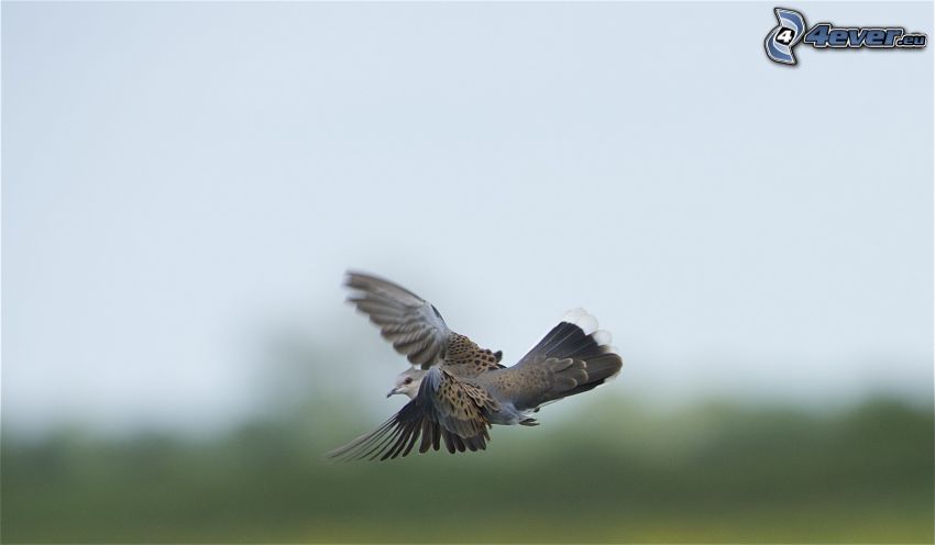 turtle dove, flight
