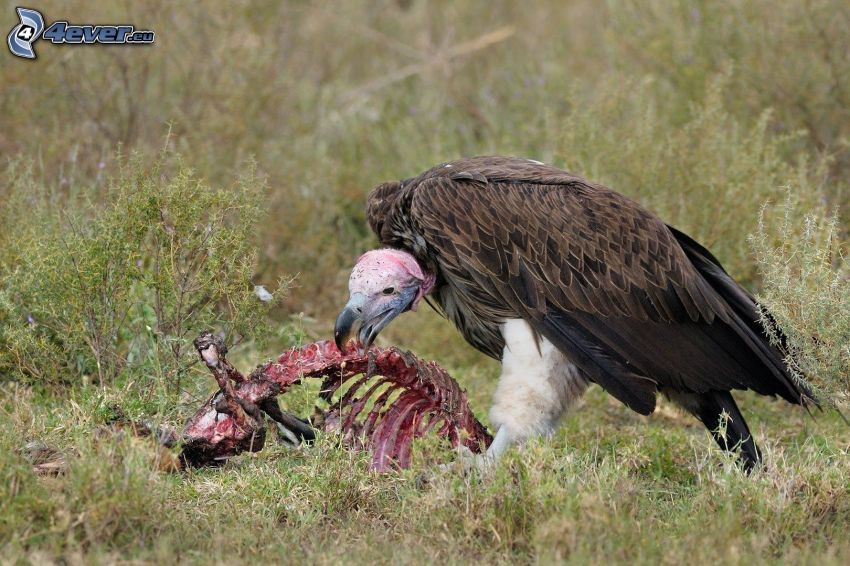 vulture, corpse, ribs