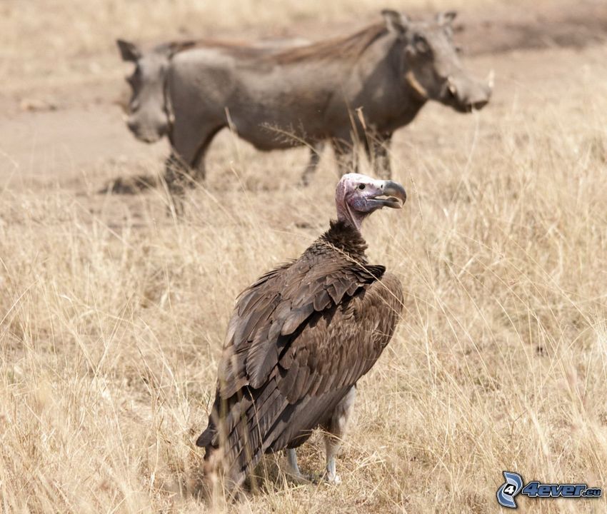 vulture, dry grass, animal