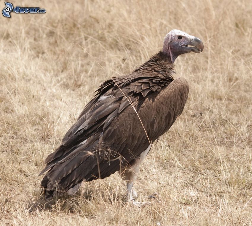 vulture, dry grass