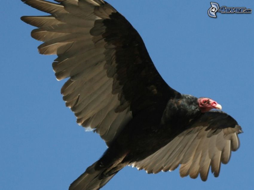 vulture, flight, wings
