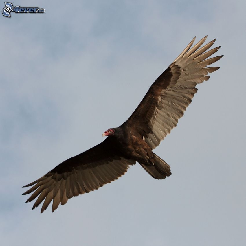 vulture, flight