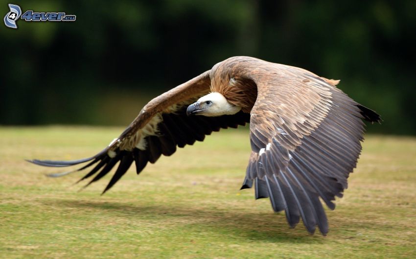 vulture, flight