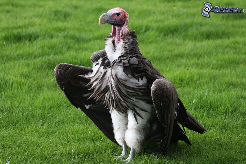 vulture, grass