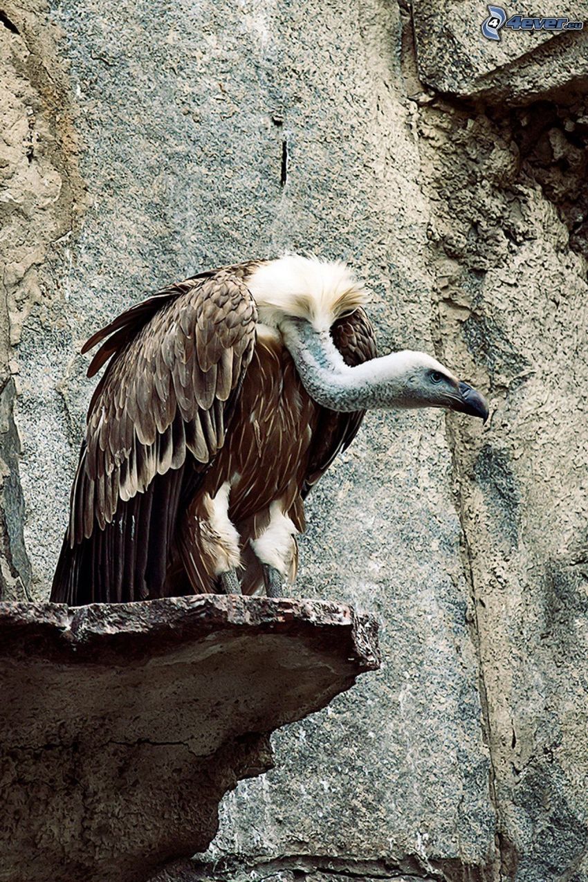 vulture, rock