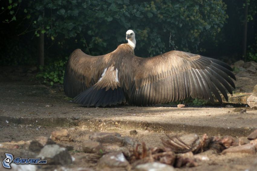 vulture, wings
