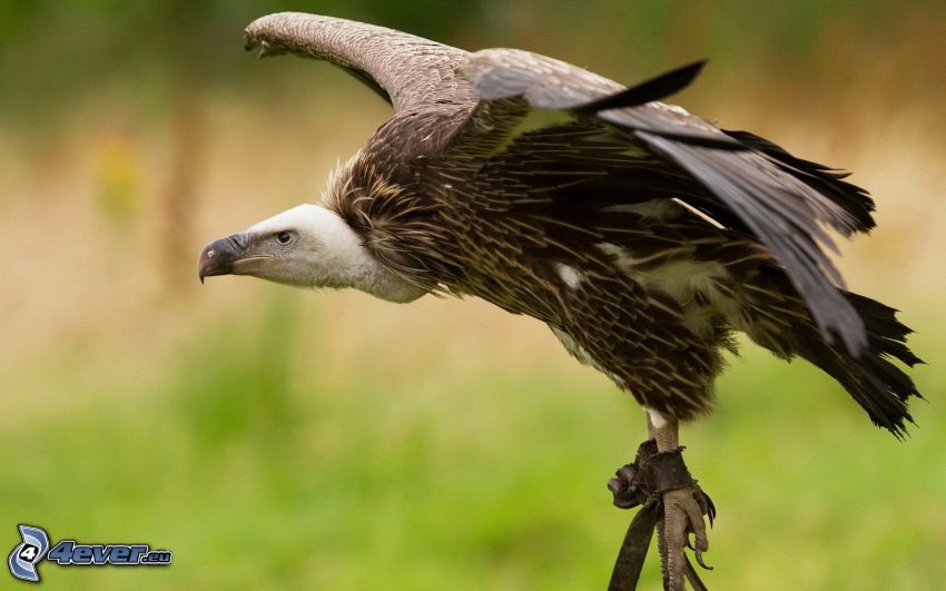 vulture, wings