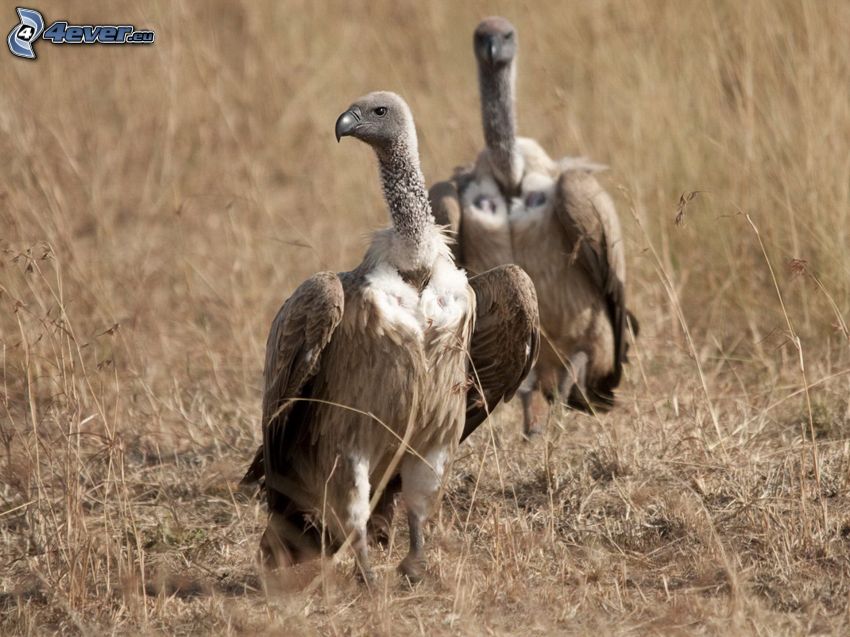 vultures, dry grass