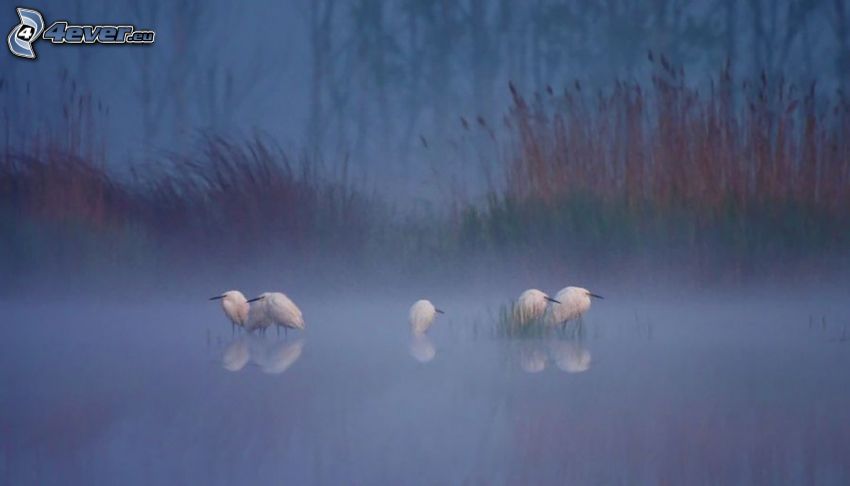 white birds, fog