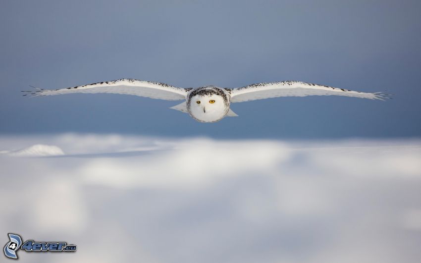 white owl, clouds