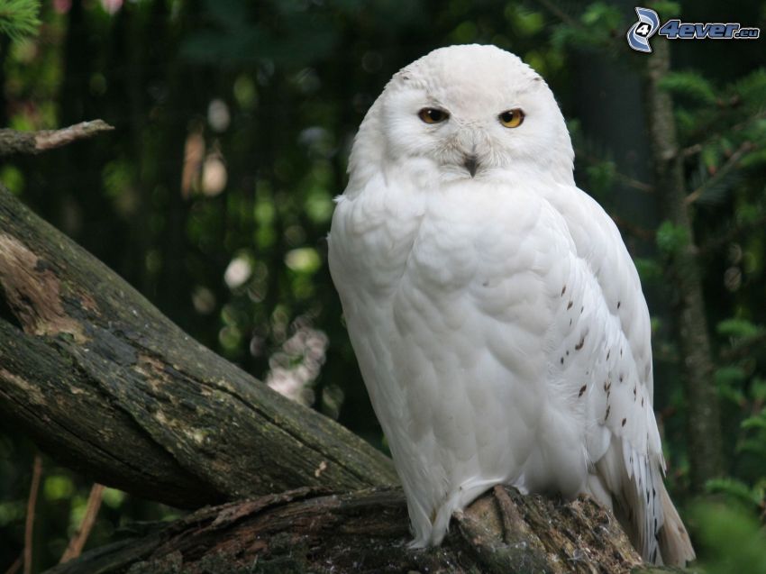 white owl, forest