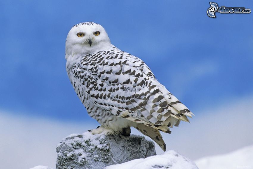 white owl, snow