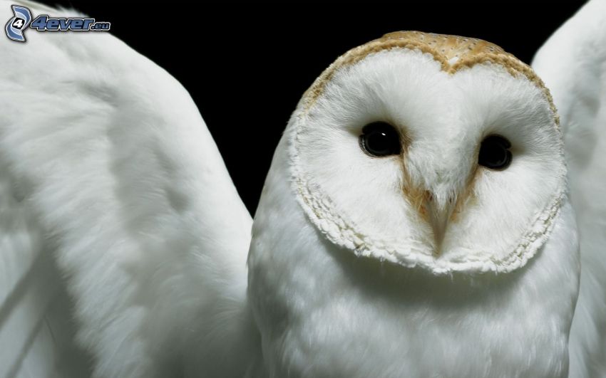 white owl, wings