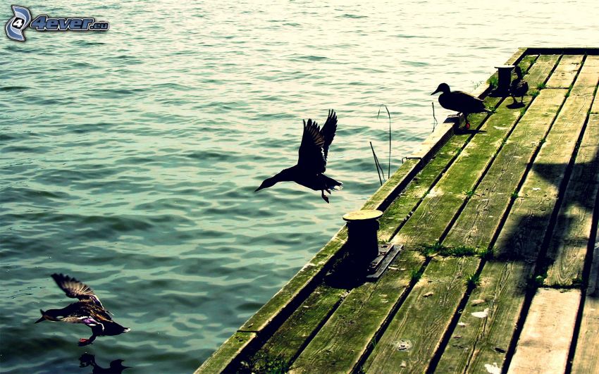 wooden pier, ducks, water