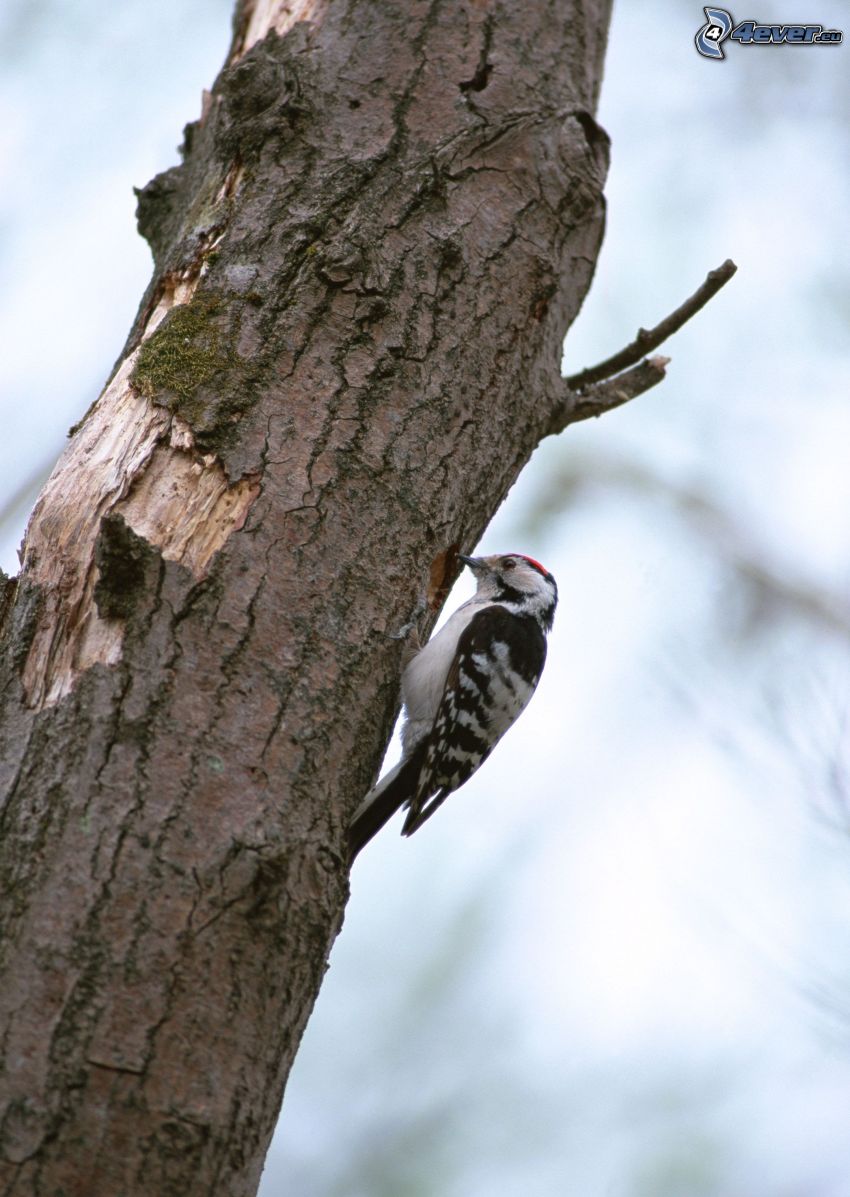 woodpecker, branch