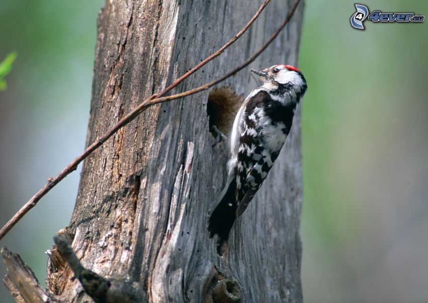 woodpecker, branch