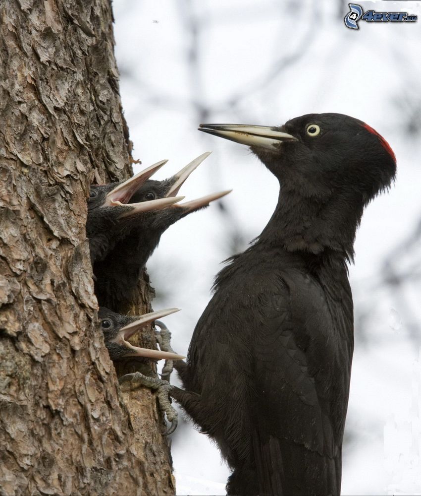 woodpecker, cubs, tree, feeding
