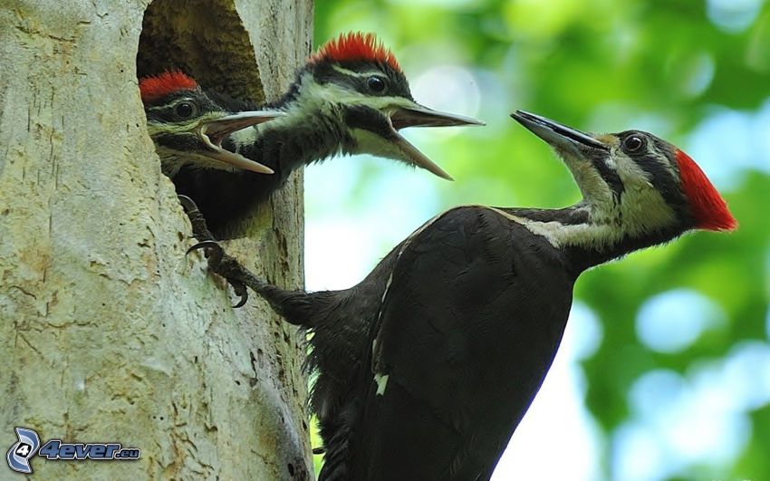 woodpecker, cubs