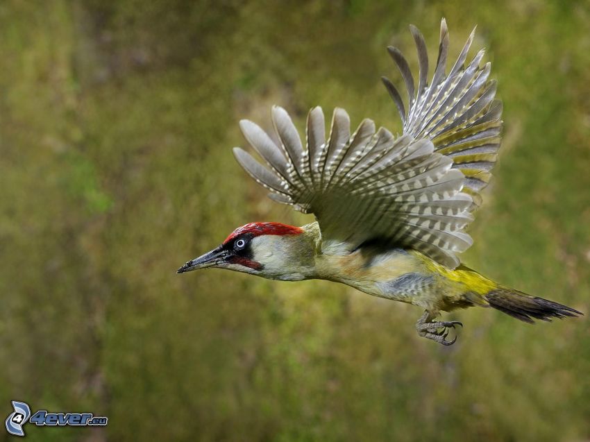 woodpecker, flight