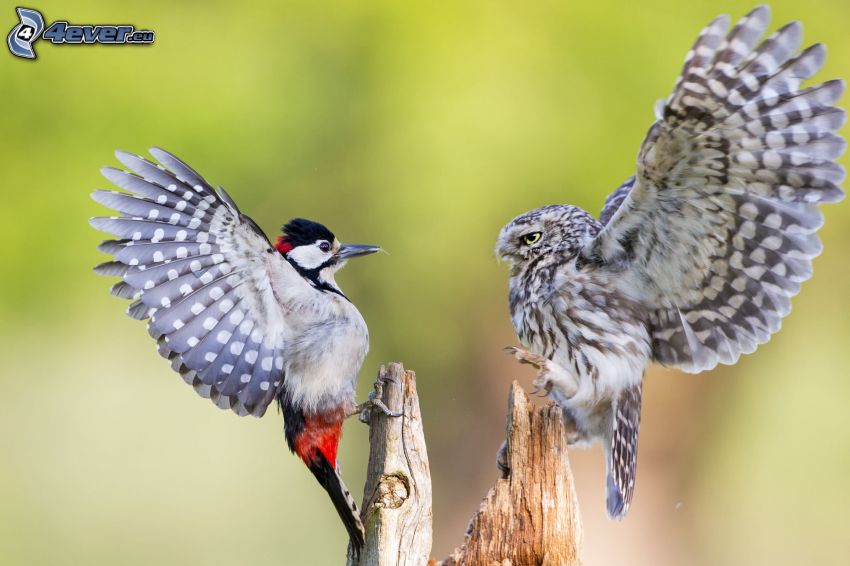 woodpecker, owl