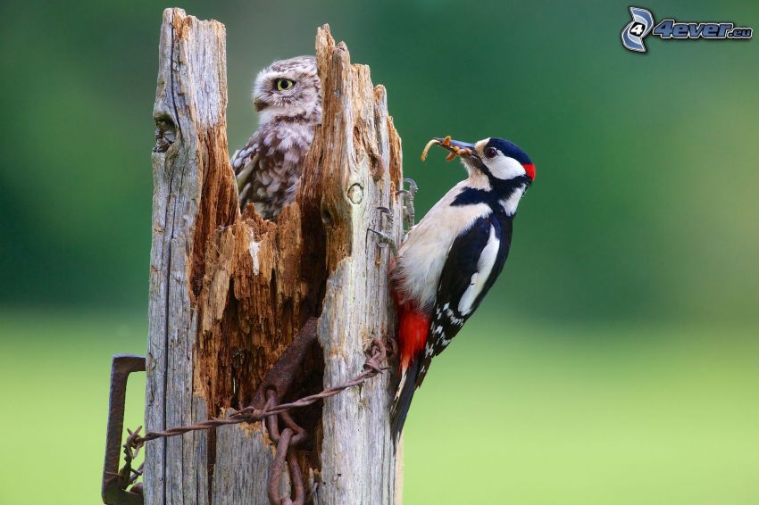 woodpecker, stump, owl