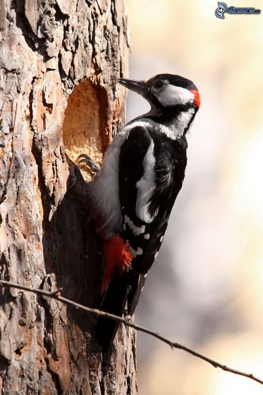 woodpecker, tree, hole