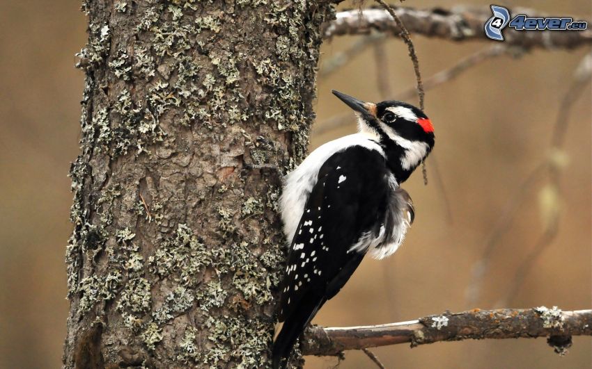 woodpecker, tree