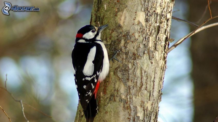 woodpecker, tree
