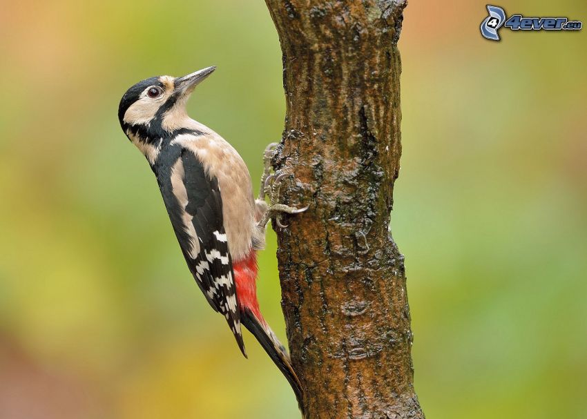 woodpecker, twig