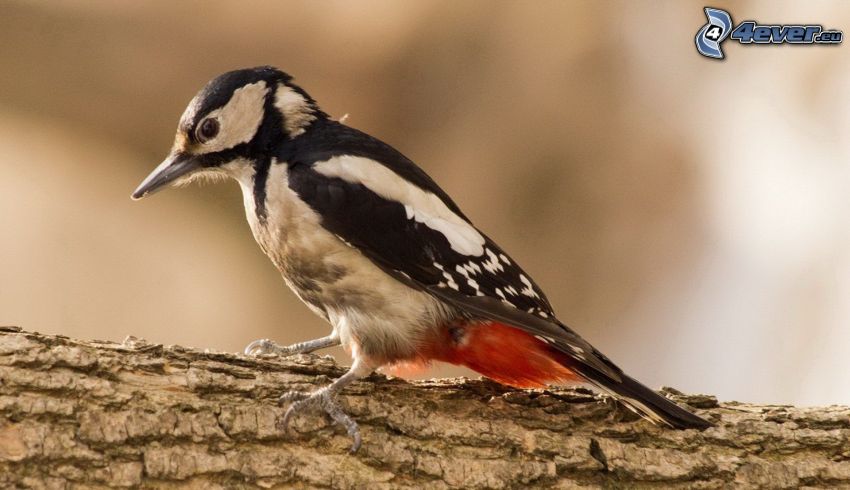 woodpecker, wood